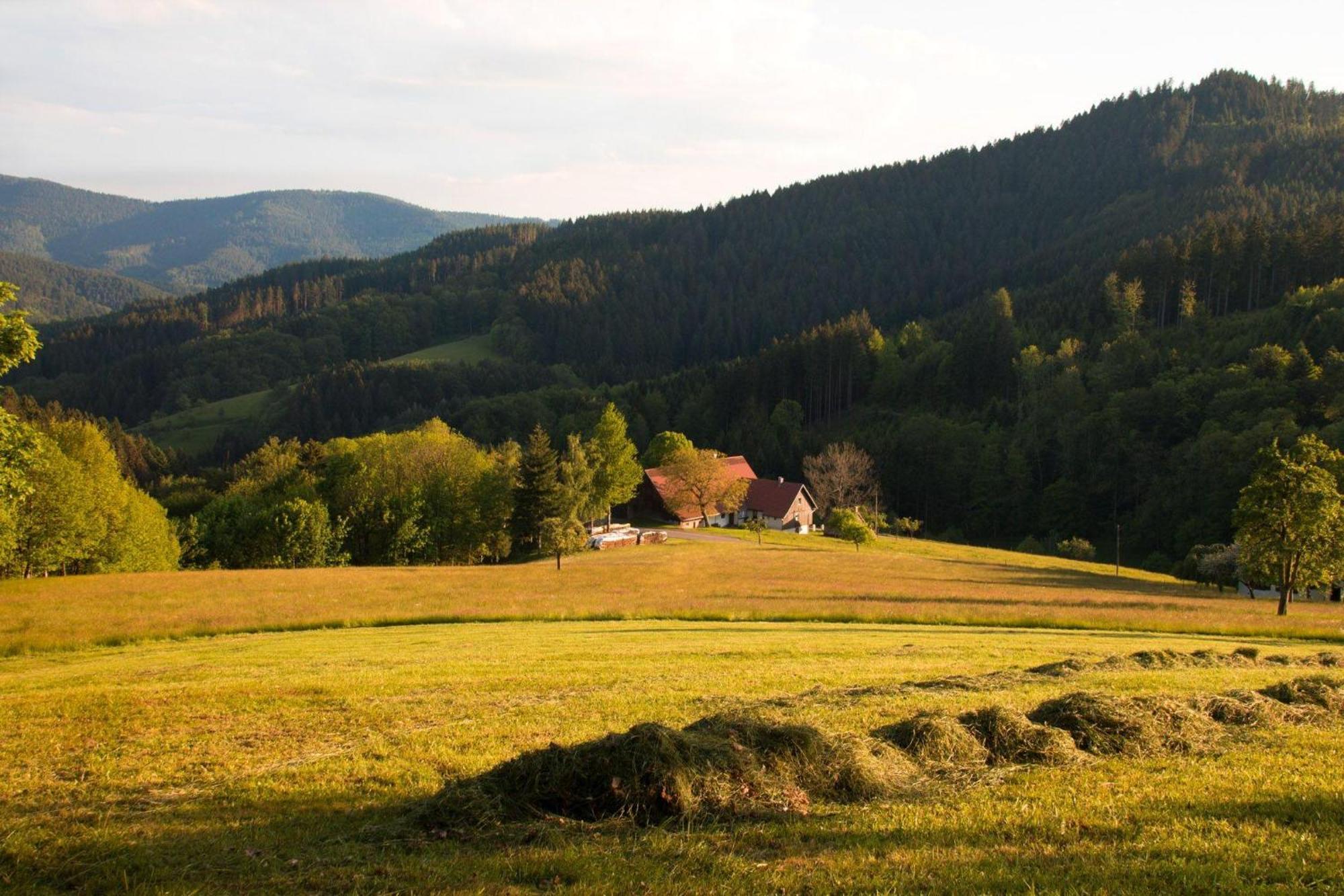 Ferienwohnung Am Kapellenberg - Am Rande Des Nationalparks Schwarzwald Bad Peterstal-Griesbach Exterior foto